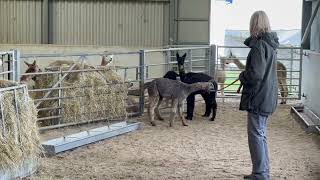 Training a cria to lead - Earl’s first walk