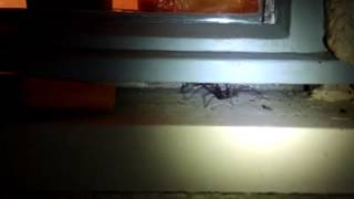 Eratigena Atrica - Giant House Spider, Gloucester