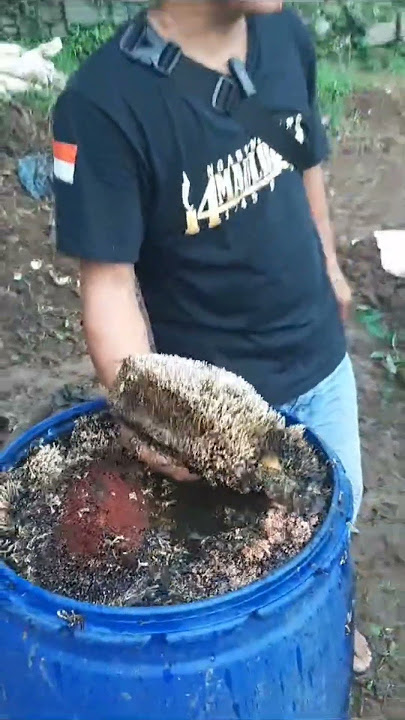 Jamur Jakaba #poc #pupukorganik #pupukdurian #jamurjakaba #pupuk