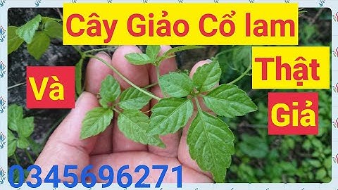 Cây Giảo Cổ Lam /Vị Thuốc Quý LH0345696271