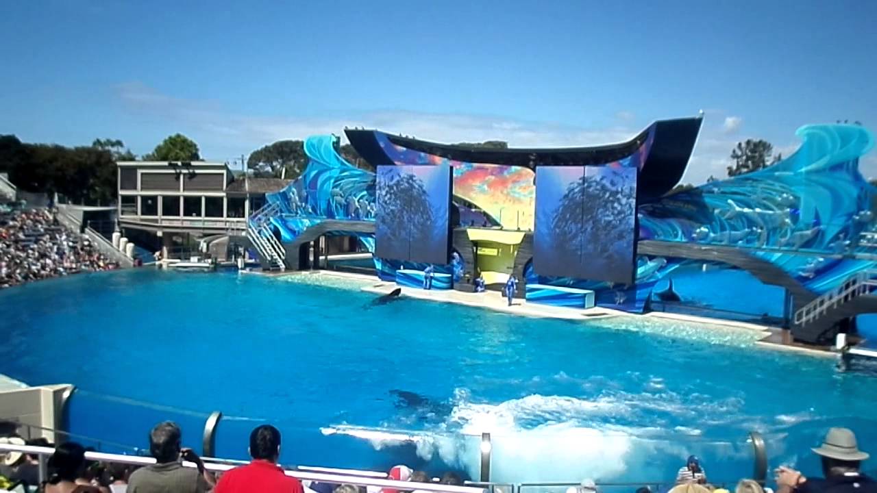 Orcas en el Acuario de San Diego California (Sea World) YouTube