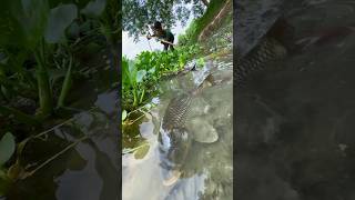 Amazing Carp Big Catching Fish in River #bigfish #tetafishing #shorts