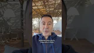 Play video: Italo Bocchino - Oggi piango Carlo Petrini (22.05.26)