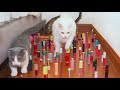 Cats vs Obstacle Course Compilation