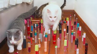 Can Cats Walk Through Obstacle Course? | Compilation