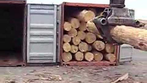 Pine Logs container loading