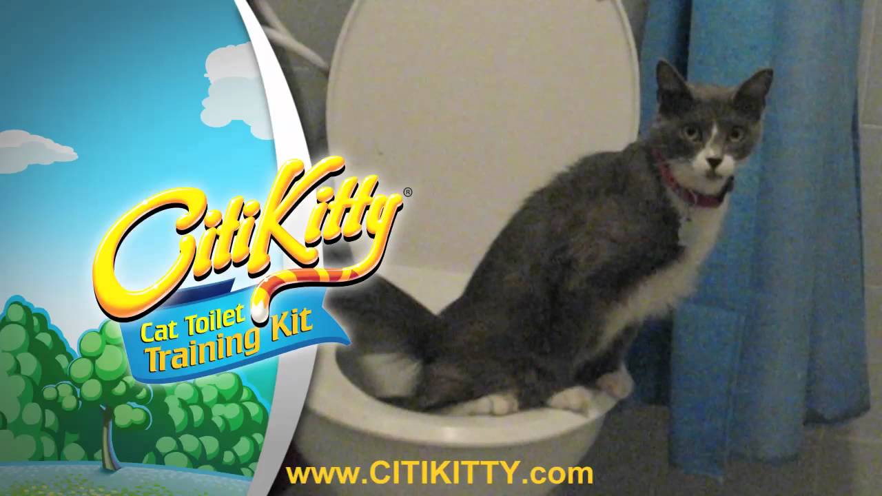 More Cat Toilet Training Success with CitiKitty