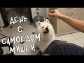 Целый день проводим дома с самоедом Мишей