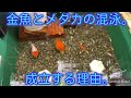 √100以上 金魚 メダカ 共存 137679-金魚 メダカ 共存