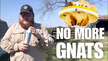 How to Get Rid of Gnats, Fruit Flies & Drain Flies | Like A Professional