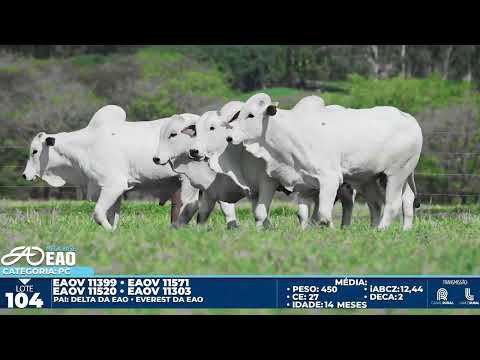LOTE 104