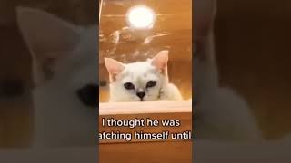 cat thoughtfully scratching its face