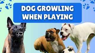 Dog Growling When PLAYING: Is This a Sign of AGGRESSION? by Dog Training Advice Tips 754 views 1 month ago 5 minutes, 44 seconds