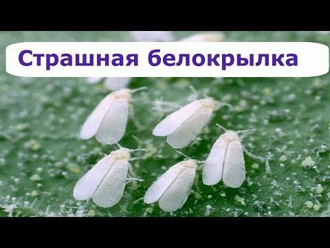 351. Страшная белокрылка. Как я с ней борюсь.