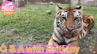 Aria Tiger is moving home from Vacation Rotation at Big Cat Rescue! 08 11 2022