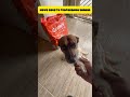 GOLDZERA GANHOU UM PACOTE DE RAÇAO  #funny #shorts #youtubeshorts  #viral #comedy #dogs #foryou