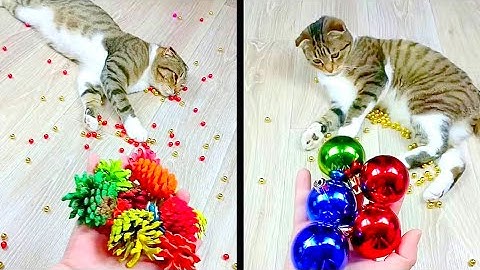 Cat Marbles Satisfying Reverse Video ASMR Funny Video
