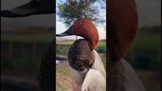 Red Headed Vs Gadwall Duck Beautiful Bird