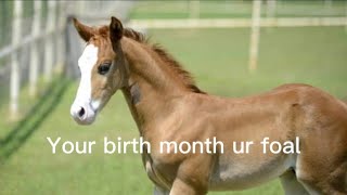 Your birth month ur foal