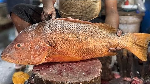 Amazing Red Snapper Fish Cutting Skills Live In Bangladesh Fish Market || Fish Cutting 