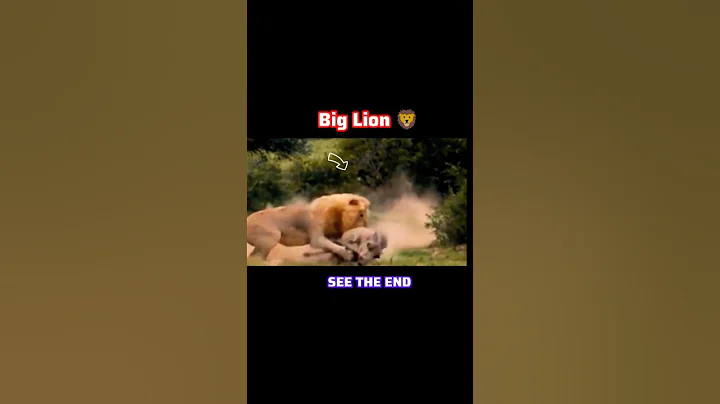 😱Lion vs Wildboar #youtubeshorts #trendingshorts #shorts #shortsfeed #short #amazing #lion #animals
