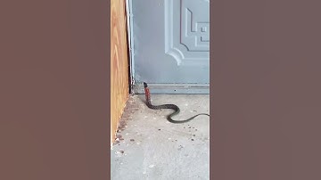 hổ lửa siêu độc