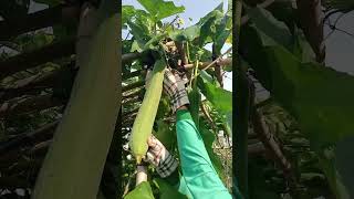Harvest luffa 20.01: enjoy rural life, gardening & nature #rurallife #gardening #nature #asmr