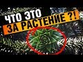 ЧТО ЭТО ЗА РАСТЕНИЕ ???