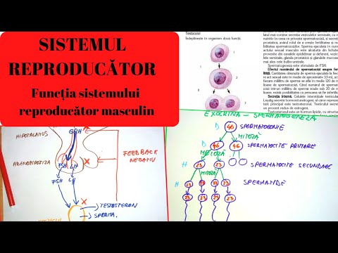 ADMITERE MEDICINA: SISTEMUL REPRODUCATOR 5: Functia sistemului reproducator masculin