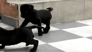 Giant Cane Corso Puppies Videos Giant Cane Corso Puppies