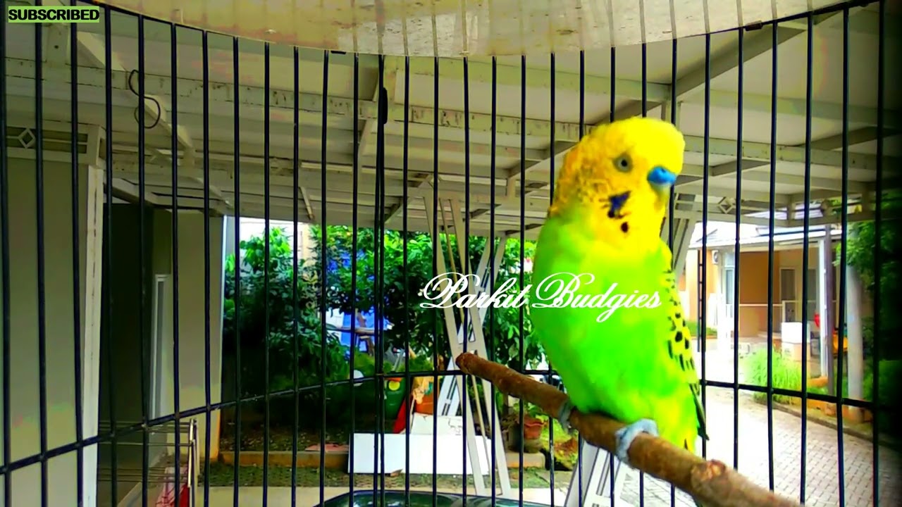PARKIT GACOR ! full materi tembak beset crecet masteran murai C ijo anis kacer / Budgie Parakeet