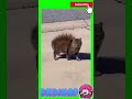 あーりーえーへん! #funny #funnyvideo