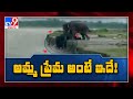Mother elephant saves her baby from floodwater, wins hearts