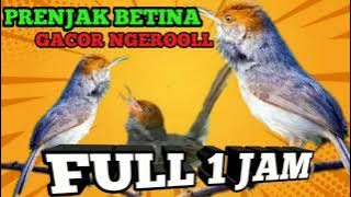 PRENJAK BETINA GACOR NGEROOL FULL 1 JAM SUARA JERNIH POLLL #kicaumania #burungkicau