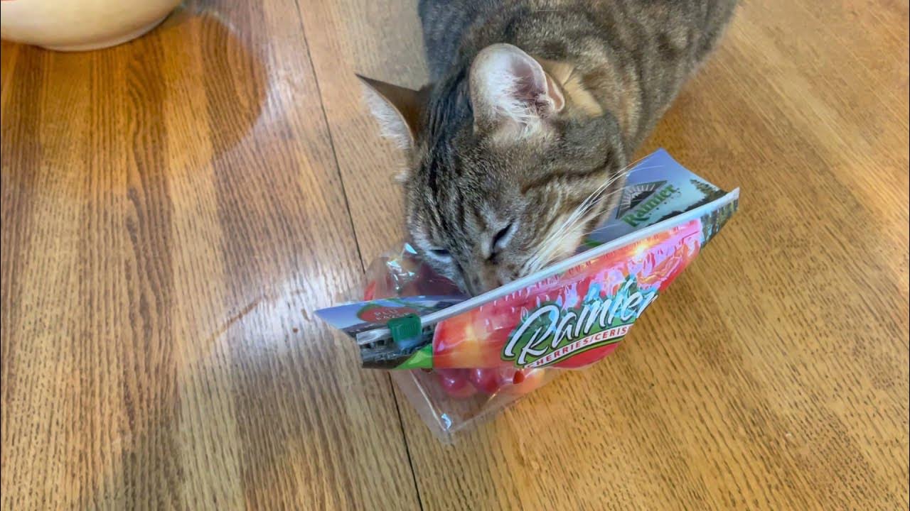 Cat won't stop licking plastic bags YouTube