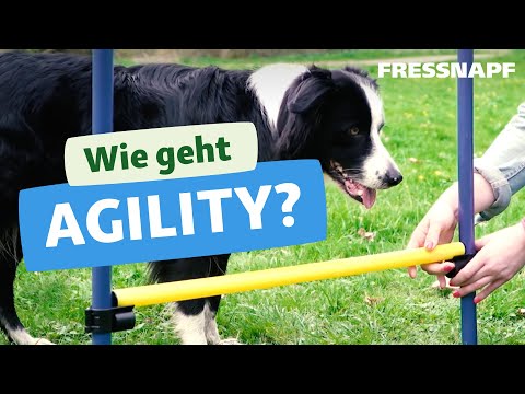 Video: Was ist die Beweglichkeit des Hundes? Agility-Informationen für Neulinge