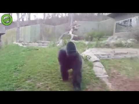 Gorilla: Jullie spelen met mijn privé