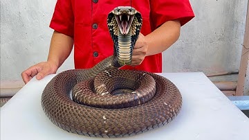 Rắn hổ mang bành xào sả ớt // Sơn Hào 