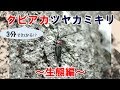 クビアカツヤカミキリ ~生態編~