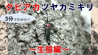 桜がピンチ 黒に赤 特定外来生物 クビアカツヤカミキリ の被害が拡大中 大阪狭山びこー大阪狭山市の地域情報サイト