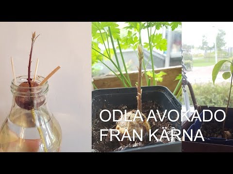 Odla avokadoplanto från kärna - Hemmaodlat