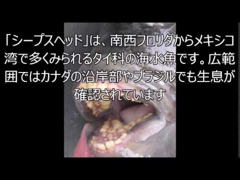 閲覧注意 歯が人間のような魚 シープスヘッド キモ過ぎｗｗｗ Youtube