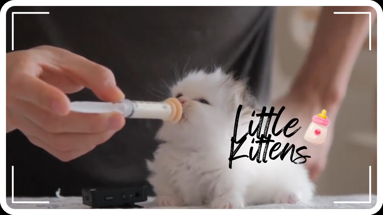 Kitten’s Cutest Reaction Ever | Little Kittens 🍼