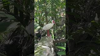 #NepterraExplorers #naturevibes ExploreFlorida #FlamingoGardens #FamilyAdventure #NatureExploration