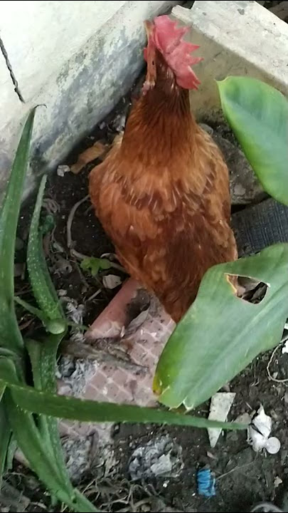 cika 20jt🤣🤣🤣