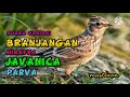 Masteran Suara Variasi Branjangan Gacor Javanica Parva Mp3 - Mp4 Download