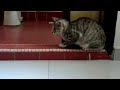 Kitty afraid of vaccum cleaner