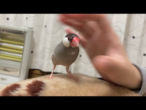文鳥  寝たいあずきと遊びたいお姉ちゃん　Java sparrow