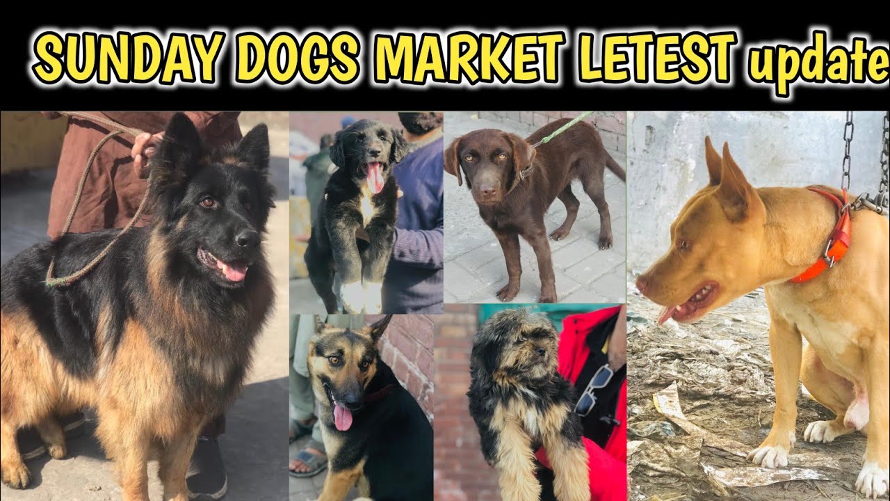 sunday tollinton dogs market lahore latest price update   February 15, 2026