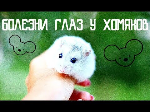 БОЛЕЗНИ ГЛАЗ У ХОМЯКОВ | ГНОИТСЯ ГЛАЗ У ХОМЯКА - ЧТО ДЕЛАТЬ? | KEKC CHANNEL